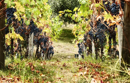 Row of grapevines, Italian countryside, black grapes, saturated colorsの写真素材