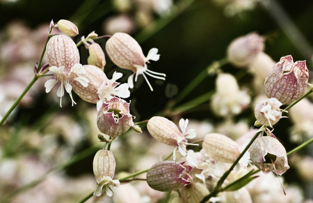Bladder campion or silene vulgaris flowers  in a field ,a white  flower  on a reddish calyx in a green and out of focus backgroundの写真素材
