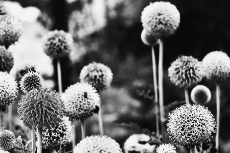 A bright echinops flowers in black and white photography ( russian globe thistle or globethistle ), spherical flowers with  florets ,high contrast , horizontal composition , selective focus ,の写真素材