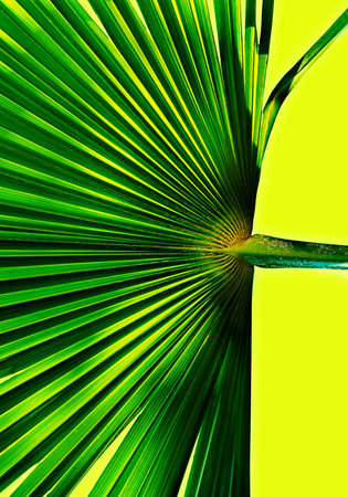 Palm leaf against a colored background , high contrast , vertical composition ,graphic effect