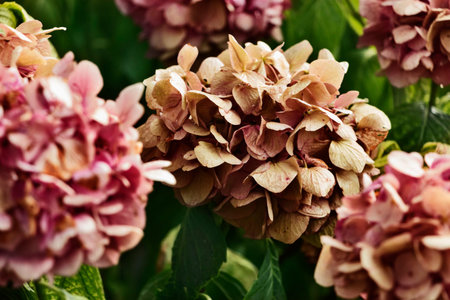 Many hydrangea flowers ,flower head in full blossom , saturated colors ,の写真素材