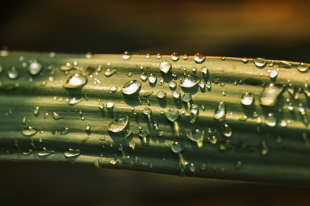 Several bright water drops on a leaf ,selective focus , high contrast ,backlight ,horizontal compositionの写真素材