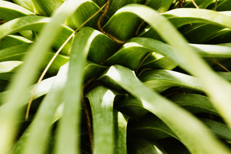 Succulent plant leaves , bright colors , high  contrast , graphic effect , selctive focusの写真素材