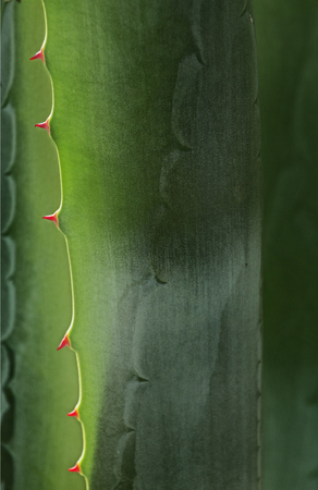 Blue -green agave leaves ,beautiful sharp red thorns  ,vertical composition , high contrast ,graphic effectの写真素材