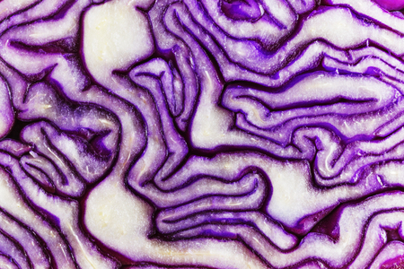 Bright purple cabbage section, studio shot, beautiful shapeの写真素材