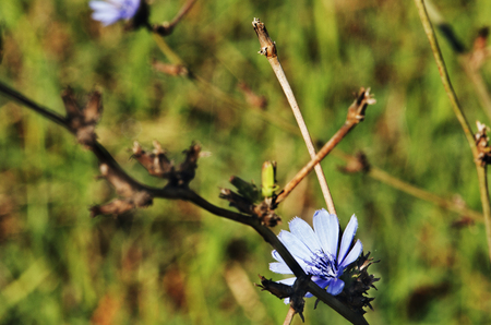 Bright blue flower of common chicory on a twig , selective focus , the plant is also called blue daisy or blue dandelionの写真素材