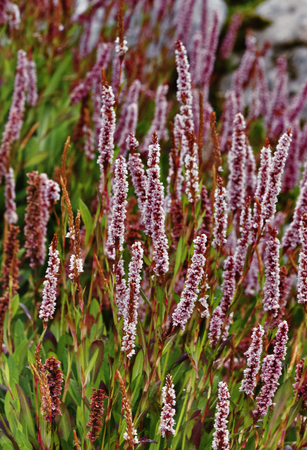 Beautiful and colored himalayan bistort flowers (poligonum affine -knotweed ) ,cylindrical spikes with many pale pink or rose-red flowers ,vertical compositionの写真素材