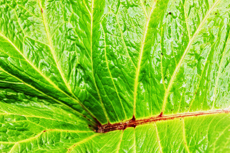 Great telekia speciosa leaf, the plant is also called heartleaf oxeye or yellow oxeye, bright green and red colors colors, abstract effectの写真素材