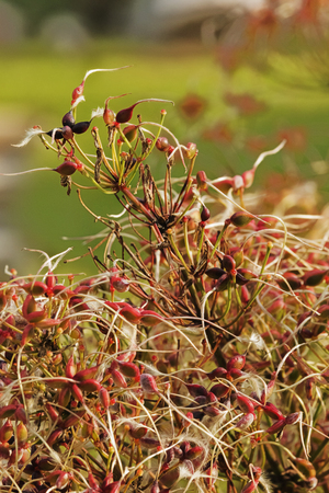 A fantastic shrub of erect clematis ( clematis recta or groung virginsbower ), red and small flowers , selective focus ,vertical compositionの写真素材