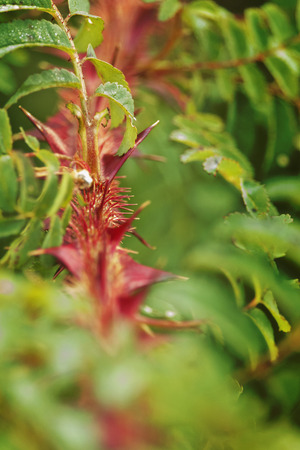 Close up of a silky rose twig with red winged thorns  , detail of the toothed leaves , fantastic red -green color contrast ,selective focus , vertical compositionの写真素材