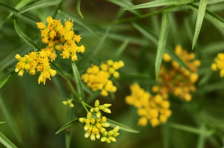 Beautiful yellow solidago flowers called also goldenrod ,long and thin leaves surround the small flowers , selective focusの写真素材