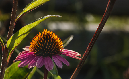 Impressive purple coneflower  close-up backlighted, cone-shaped flower head  with many individual flowersの写真素材