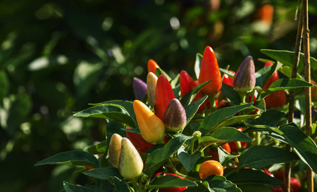 A bunch of bright  chili pepper called candlefire in the garden ,colors from yellow to red and purple , backlight , out of focus backgroundの写真素材