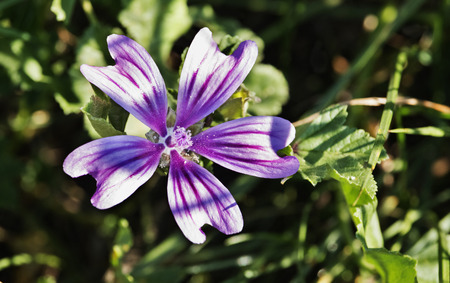 One bright flower of common mallow , purple petals with dark purple stripes ,out of focus backgroundの写真素材