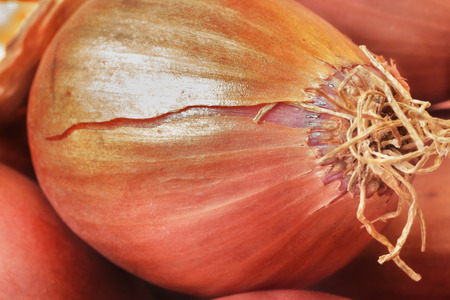 A beautiful  section of a small  shallot  ,a broken thin skin in the foreground , bright and copper color bulb ,studio shot ,の写真素材
