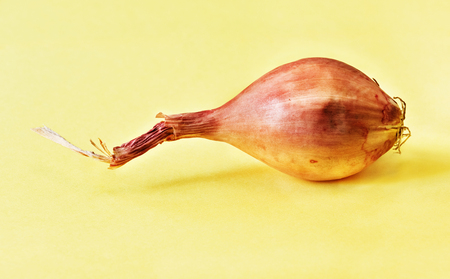 One  unpeeled bulb of shallot  on a yellow background ,a small bulb copper color ,vibrant colors , studio shot ,front view ,の写真素材