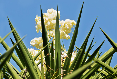 Beautiful yucca plant with bright panicles of white flowers against the blue sky ,lines and colors in harmonyの写真素材