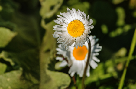 Two bright  daisies  in a sunny meadow , funny white petals face towards the sun.の写真素材