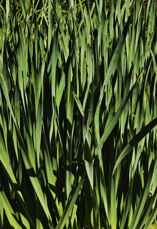 Fantastic narcissus plant (daffodil -chinese sacred lily), a bed of thin flat and green leavesの写真素材