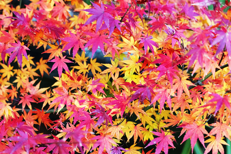 Red maple foliage background , beautiful autumn colorsの写真素材