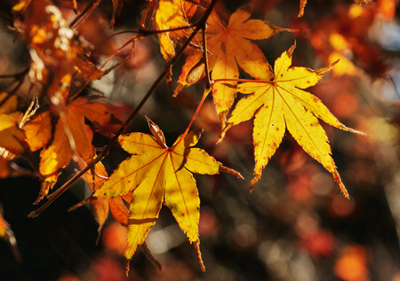 Japanese maple  (palmate maple  )leaves  in a sunny dayの写真素材