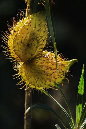 Fruits of gomphocarpus fruticosus (asclepias fruticosa -arghel -or balloon cotton bush).の写真素材