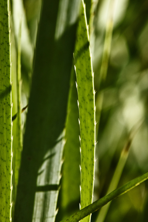 Impressive green leaves of the eryngium pandanifolium plant , the leaf is sword-shaped  and spiny , the backgound is out of focusの写真素材