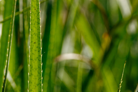 Impressive green leaf of the eryngium pandanifolium plant , the leaf is sword-shaped  and spiny ,...