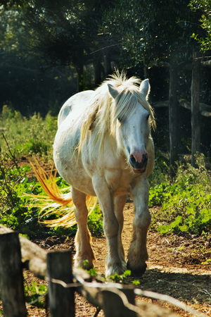 A fantastic white horse runs in the  countrysideの写真素材