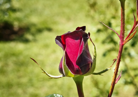 Fantastic Black Magic Tantau rosebud , a deep dark red velvety rosebud with long stem , green and out of focus backgroundの写真素材