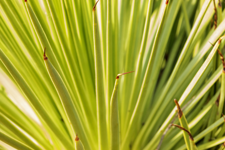 Agave stricta or hedgehog agave spiny  leaves ,selective focus ,green color shading ,abstract effectの写真素材