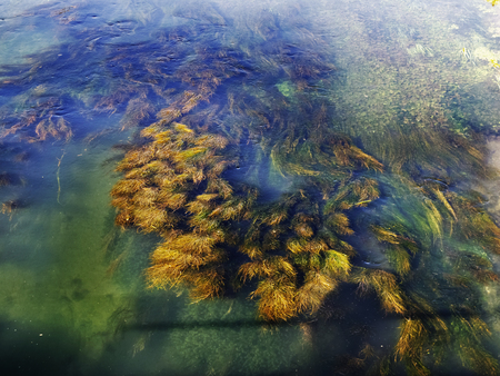 Underwater river plants ,moving  green and yellow plants , beautiful  water reflectionsの写真素材