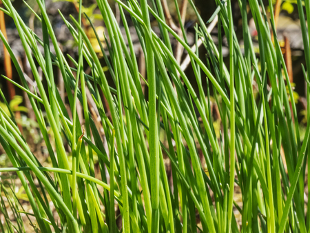 Long hollow leaves of chives also called allium schoenoprasum , bright and green stems in a sunny day ina vegetable gardenの写真素材