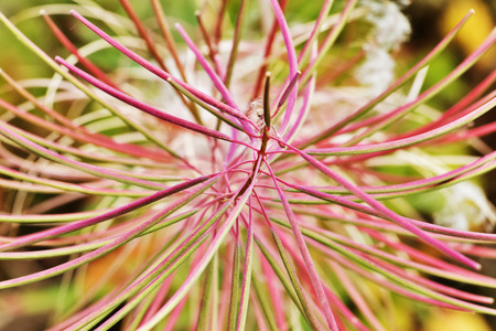 Funny plant of willow herb also called epilobium ,long thin and pink twigs ,in the background a white soft silky fluff with seedsの写真素材