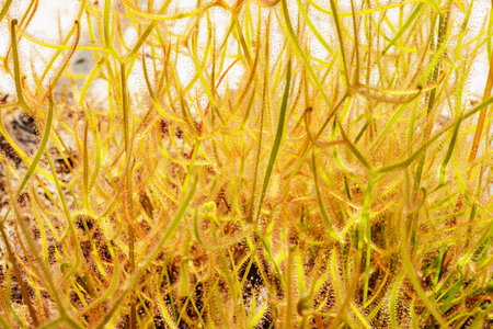 Beautiful carnivorous plant called sudews or drosera , long green stems with tentacles with sticky...