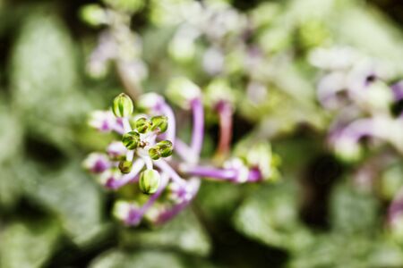 Beautiful pink flowers of ledebouria socialis, bulbous perennial plantの写真素材