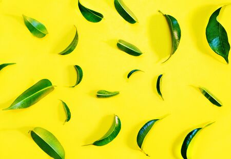 Beautiful twig of ficus  benjamina -weeping fid or ficus tree -on colored background , bright oval leaves with acuminate tipsの写真素材