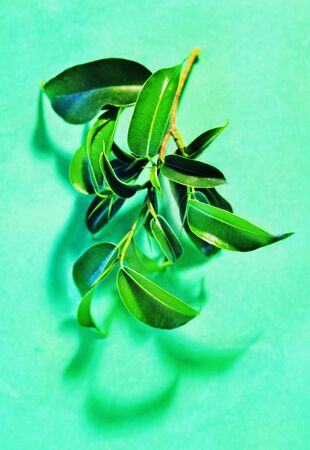 Beautiful twig of ficus  benjamina -weeping fid or ficus tree -on colored background , bright oval leaves with acuminate tipsの写真素材