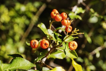 Small orange berries of scarlet firethorn also called pyracantha coccinea , macro lensの写真素材
