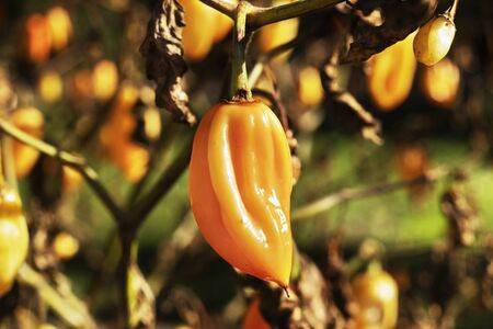 Plant of  habanero  pepper  -capsicum chinense - ,detail of yellow fruits and dried leaves  on stems , itâs a bright sunny day in the gardenの写真素材