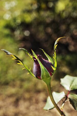 Beautiful red rose bud  in a sunny day ,macro lensの写真素材