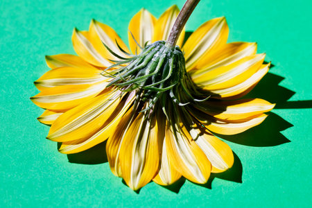 Beautiful white -yellow flower corolla with green sepals on colored background , gazania flower head...