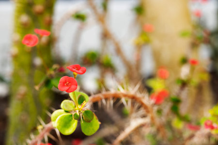 Red flowers of crown of thorns plant