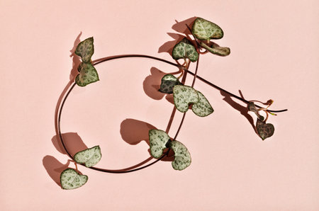 Flowering plant of ceropegia woodii also called chain of hearts or string of hearts on pink...