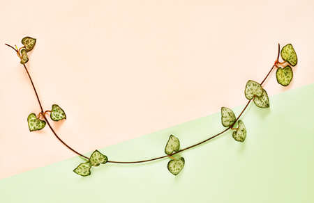 Flowering plant of ceropegia woodii also called chain of hearts or string of hearts on pink -green background, evergreen succulent plant with leaves shaped like heartの写真素材