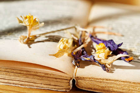 Dried flowers and opened bookの写真素材