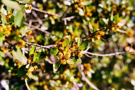 Small fragrant yellow flowers of Mediterranean buckthorn tree -rhamnus alaternus-