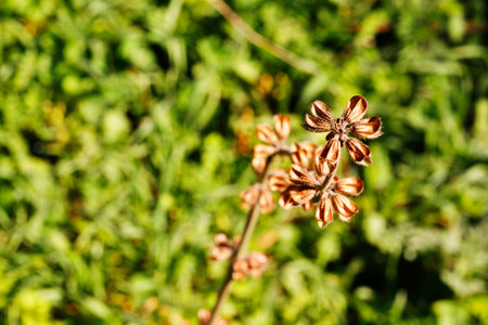 Beautiful dried flowers of sage in a meadow in a bright sunny day