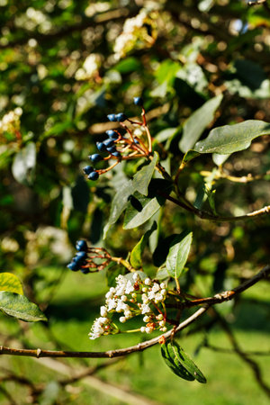 Clusters of white flowers of viburnum plant and blue oval fruits