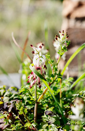 Pink flowers of common fumitory -fumaria officinalis - in a field, spontaneous flower during springtimeの写真素材
